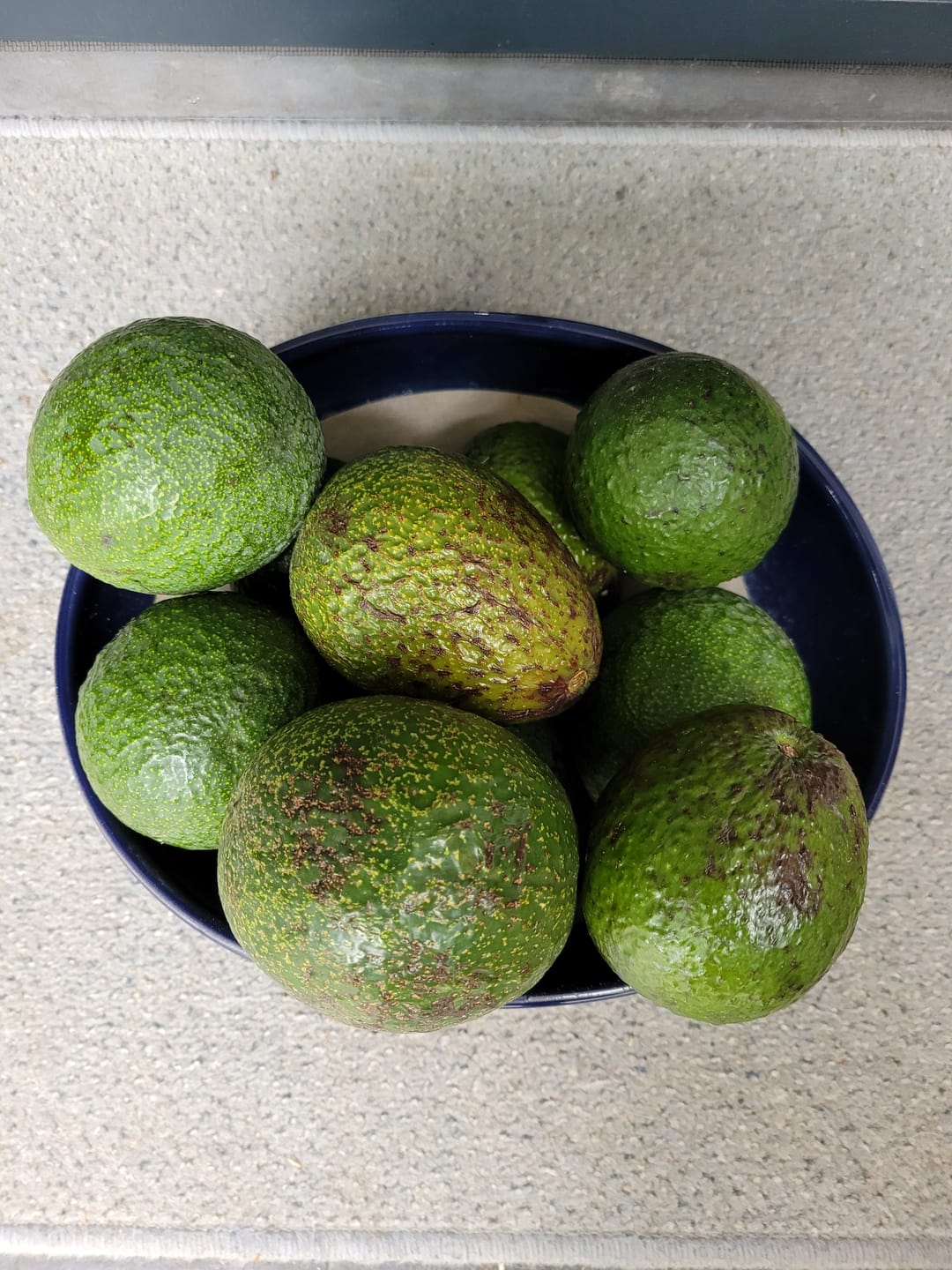 Customer photo review of Avocado-Mix 13 Monate baumgereift Sonderaktion % 2kg Box