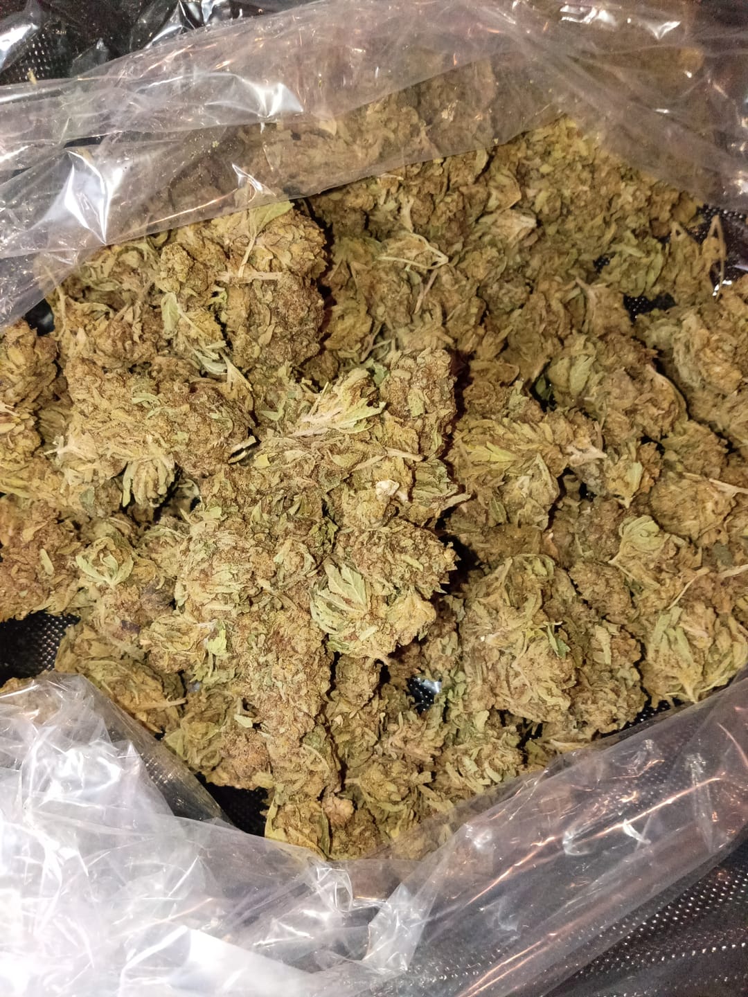 Customer photo review of Galaxy OG - Bulk - Indica