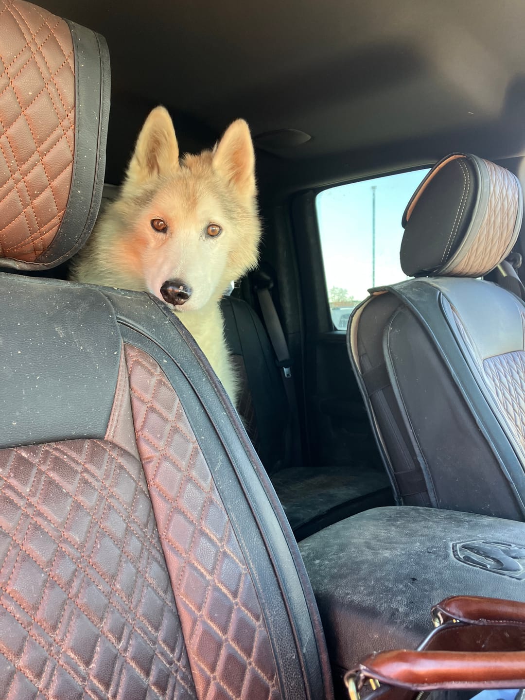 Customer photo review of 12 Inch Standard Bully Stick