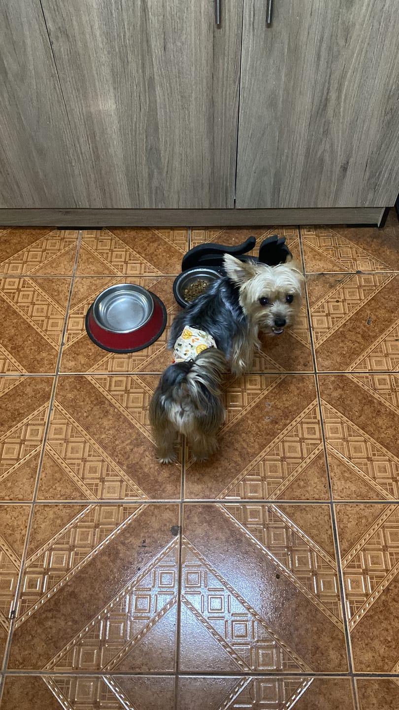 Customer photo review of PetFamily Foods Razas Pequeñas
