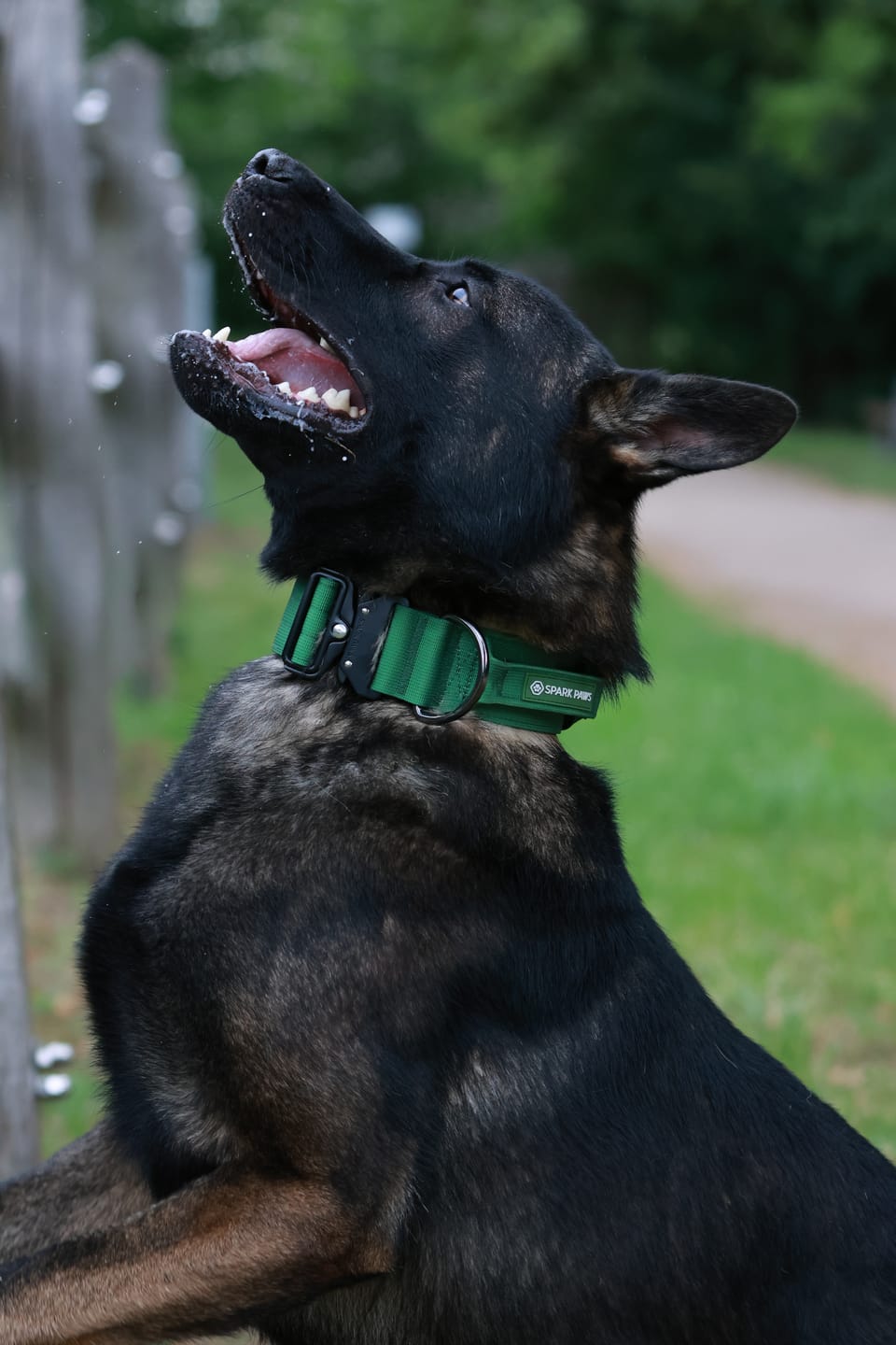 Customer photo review of Comfort Control Collar - Army Green
