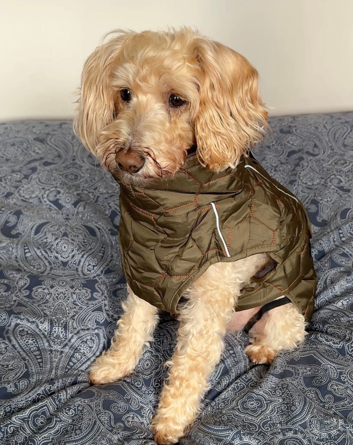 Customer photo review of Honey Comb Dog Coat