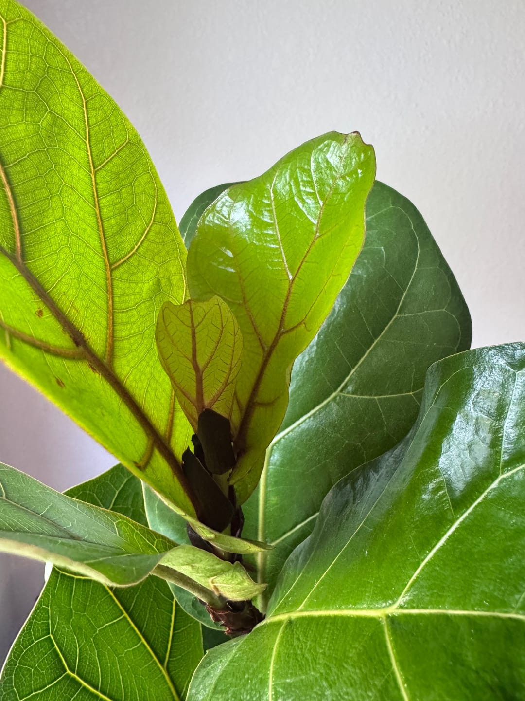 Customer photo review of Plant Food