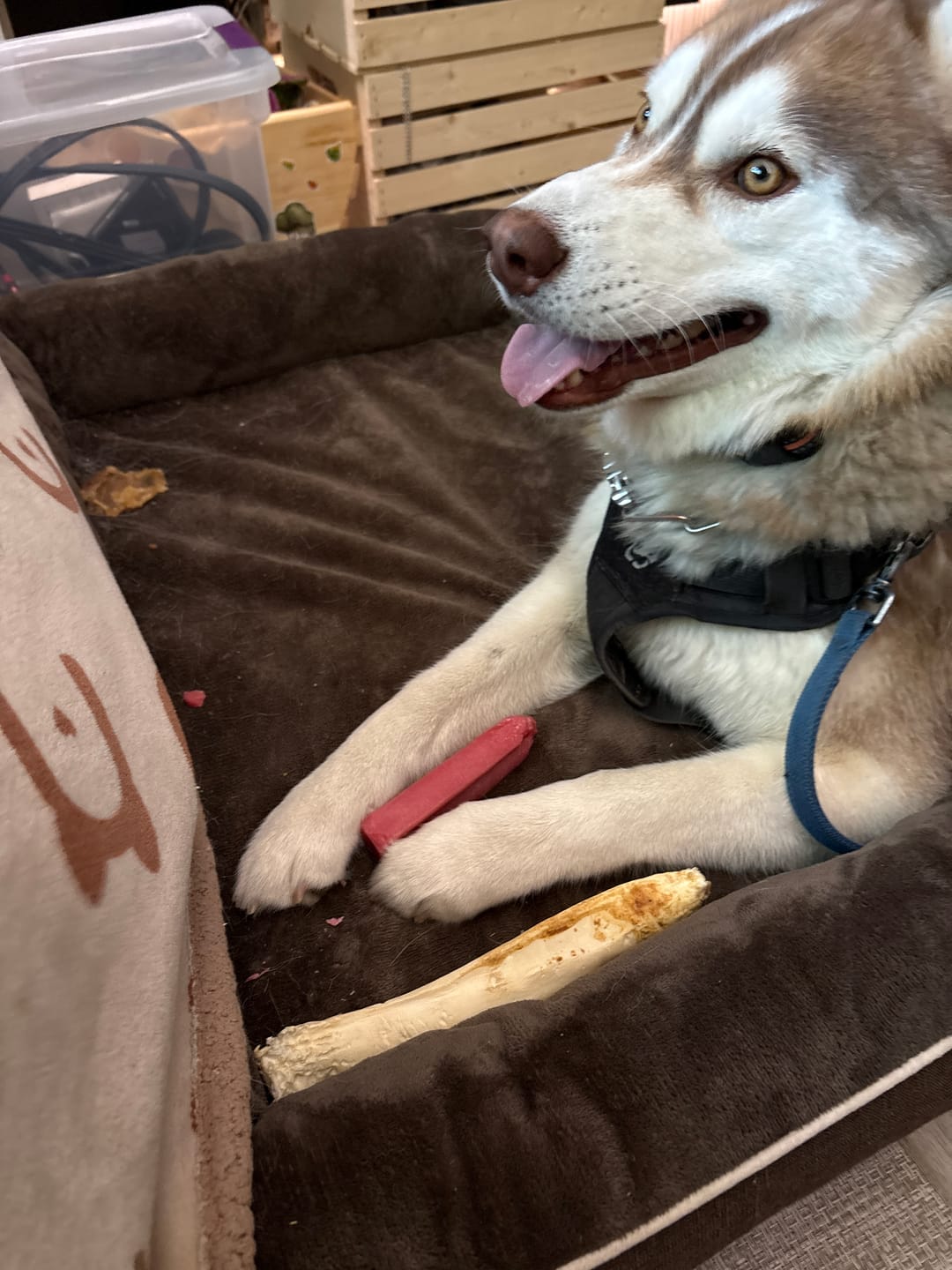 Customer photo review of Strawberry Himalayan Yak Chew (MEDIUM)
