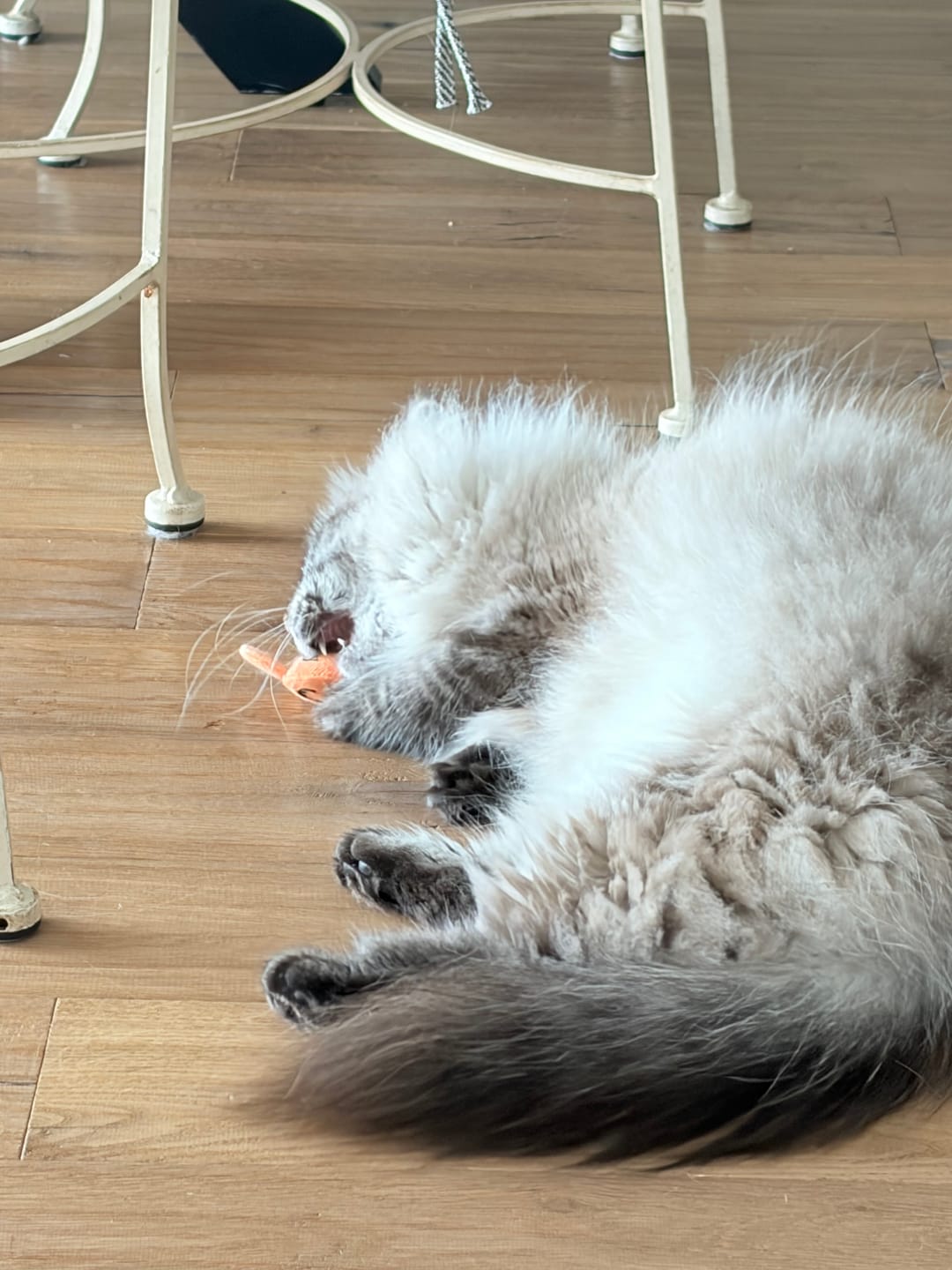 Customer photo review of Peluche Ziggy - Cataire