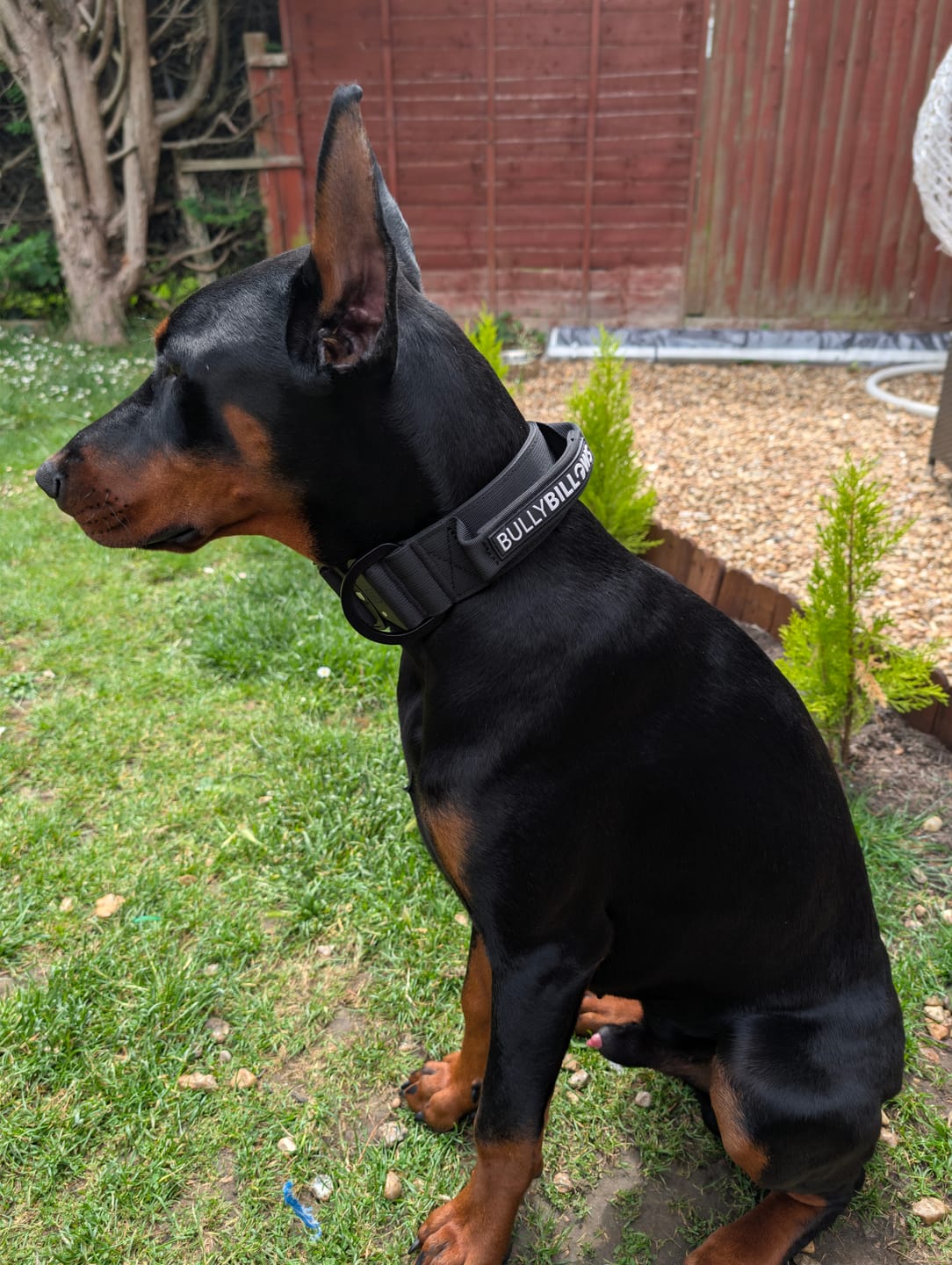 Customer photo review of 5cm Lighter Combat® Collar | With Handle Secure Clip - Black x Black