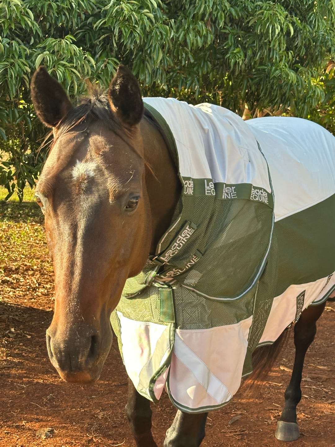 Customer photo review of LE Boxter Hybrid Mack Turnout 0g