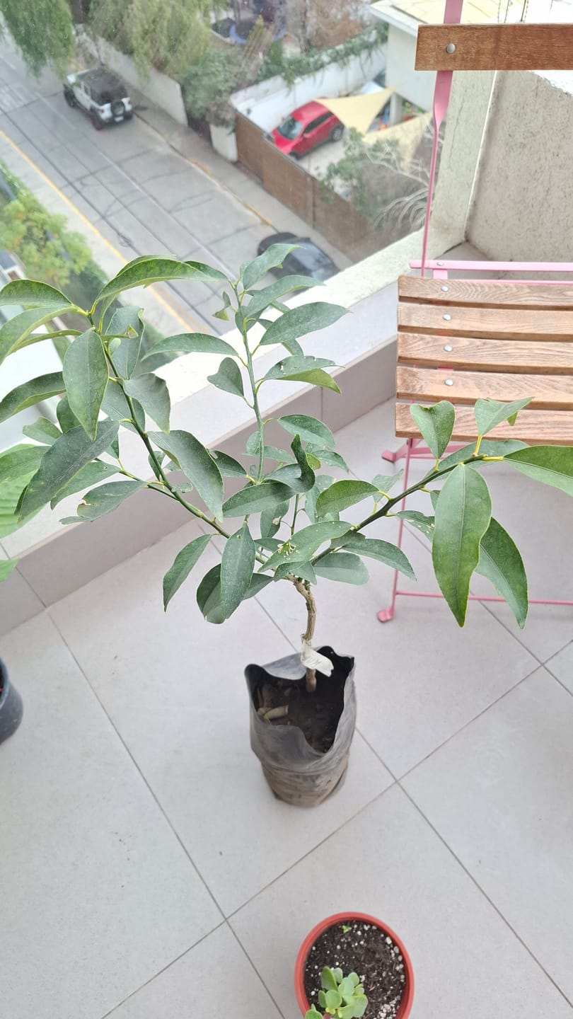 Customer photo review of Kumquat – El cítrico ornamental que endulza tu jardín y tu vida