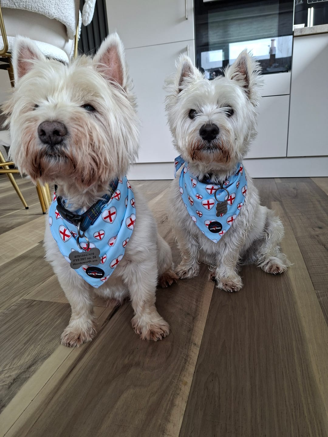 Customer photo review of Funk The Dog Bandana | St George's Heart