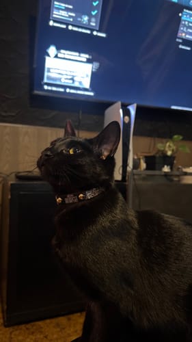 Customer photo review of Collar Remachado (Gato)