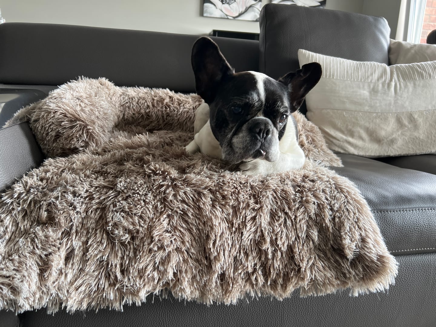 Customer photo review of Hundebett Sofa – Flauschige Sofadecke mit Anti-Angst-Design