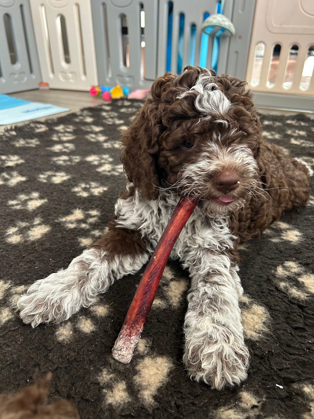 Customer photo review of 6 Inch Standard Bully Stick