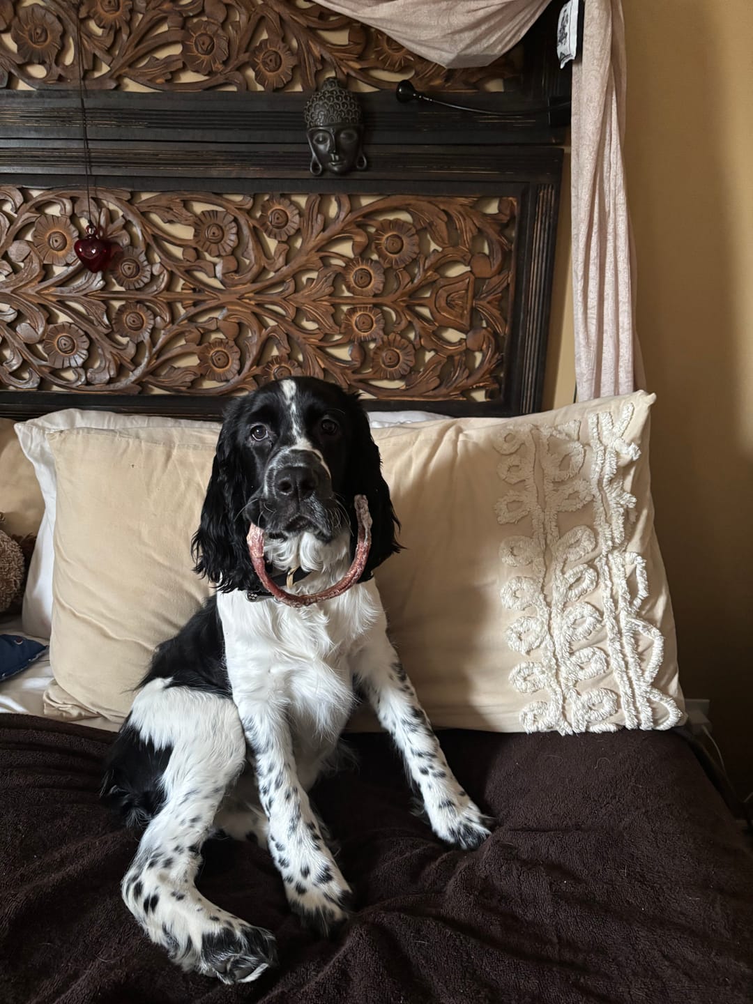 Customer photo review of Large Bully Stick Ring