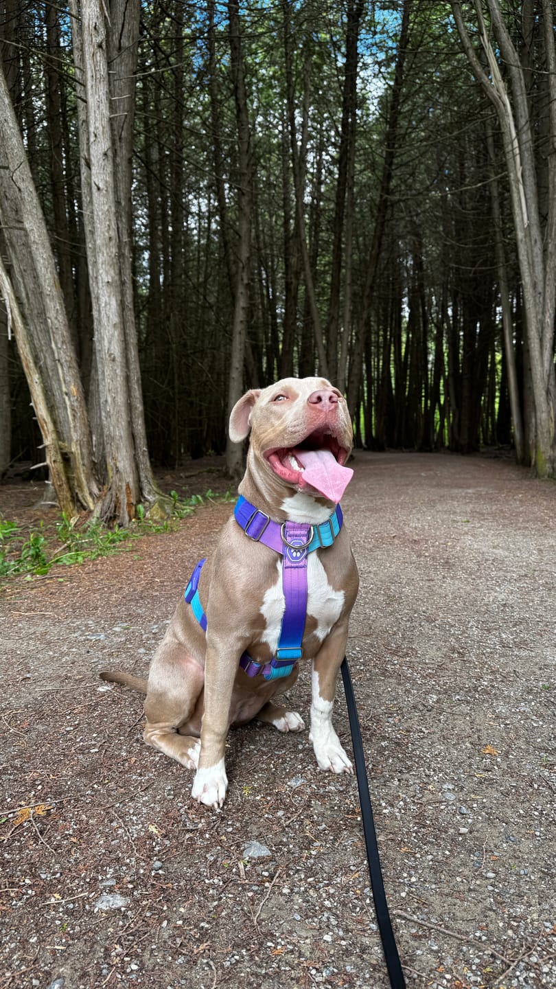 Customer photo review of Comfort Control No-Pull Dog Harness - 90s Retro