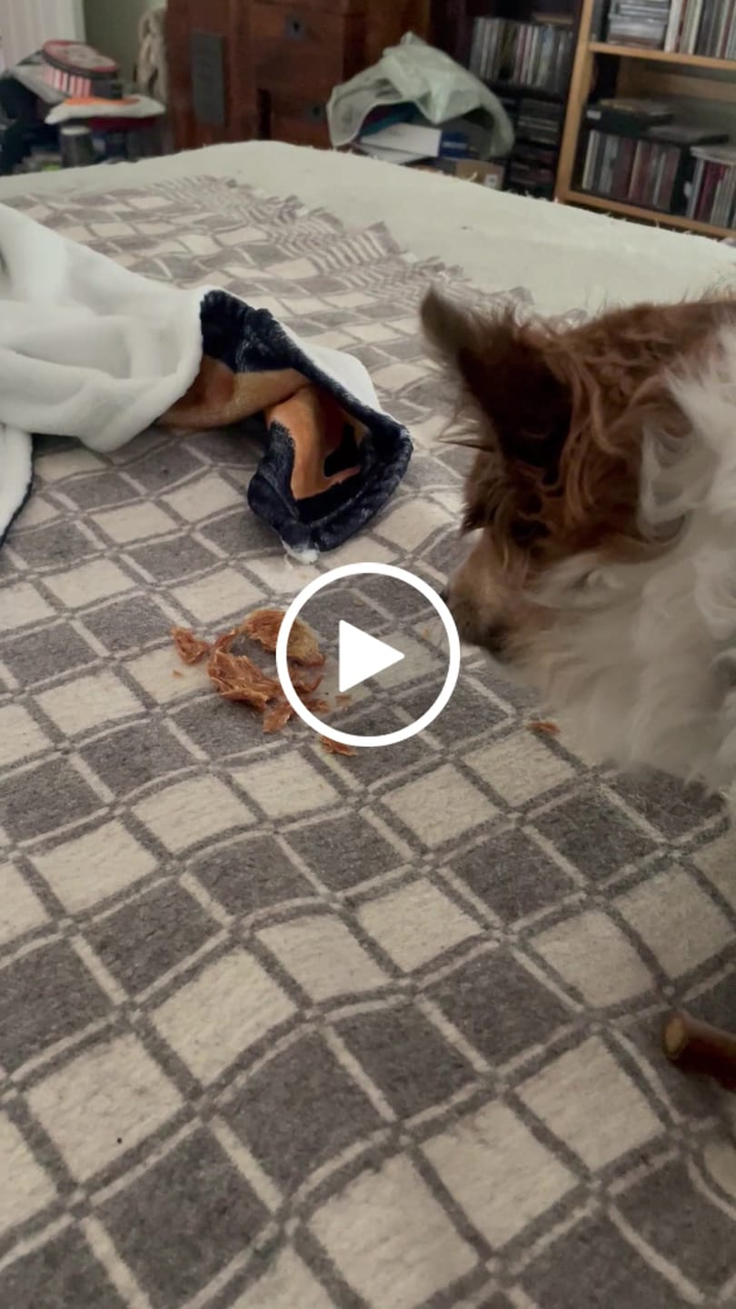 Customer video review of Pig Ears