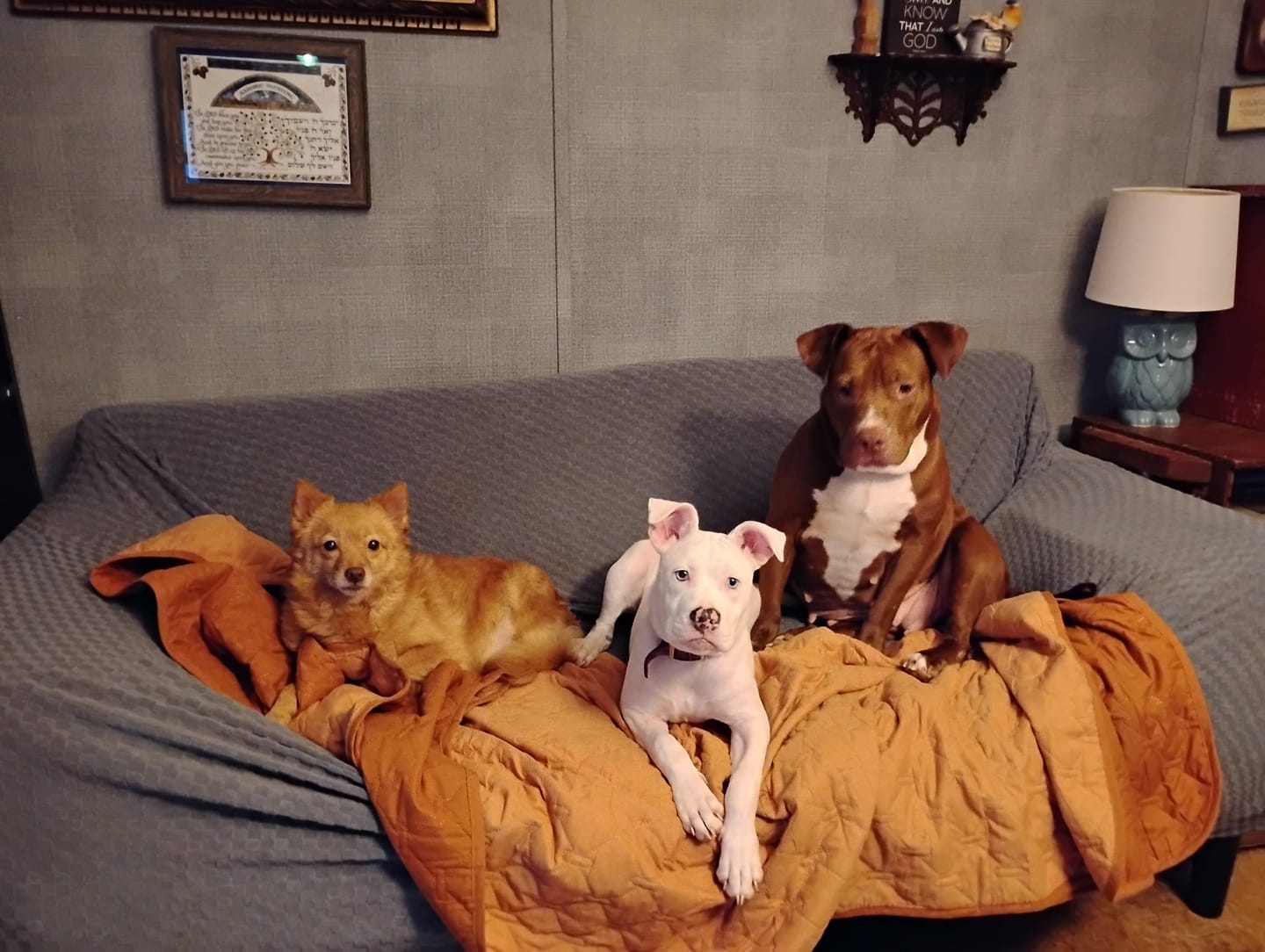 Customer photo review of GCP Flea & Tick Natural Defense for Dogs - 100 Soft Chews