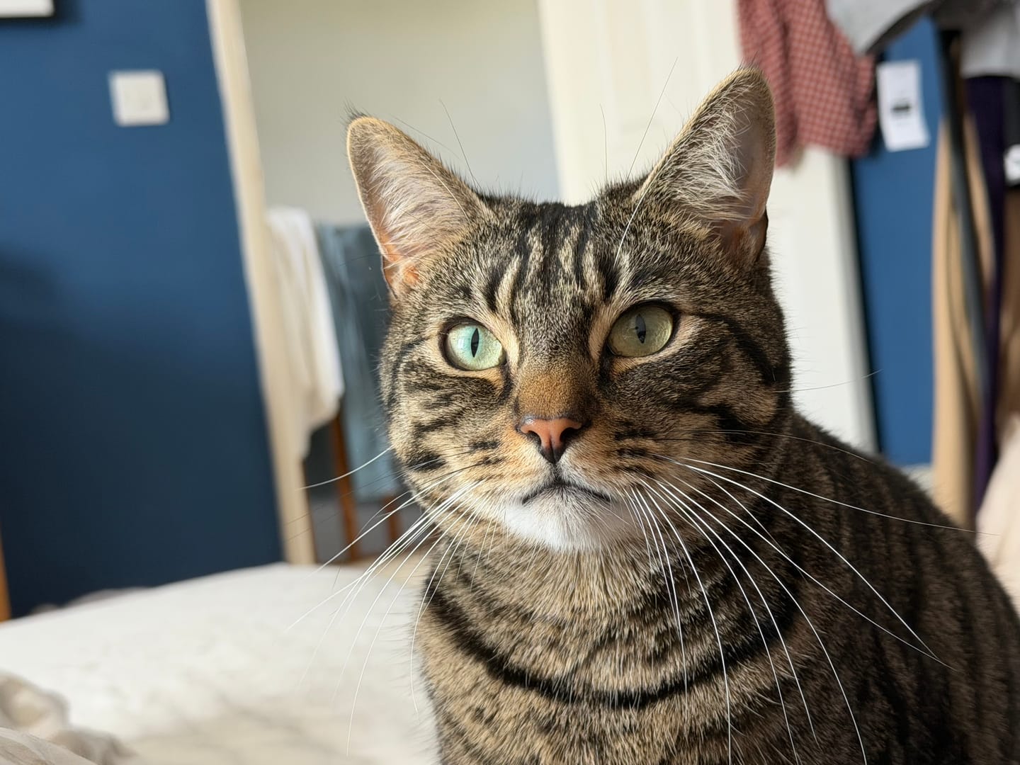 Customer photo review of All-Rounder Scented Cat Litter (W225) 10KG