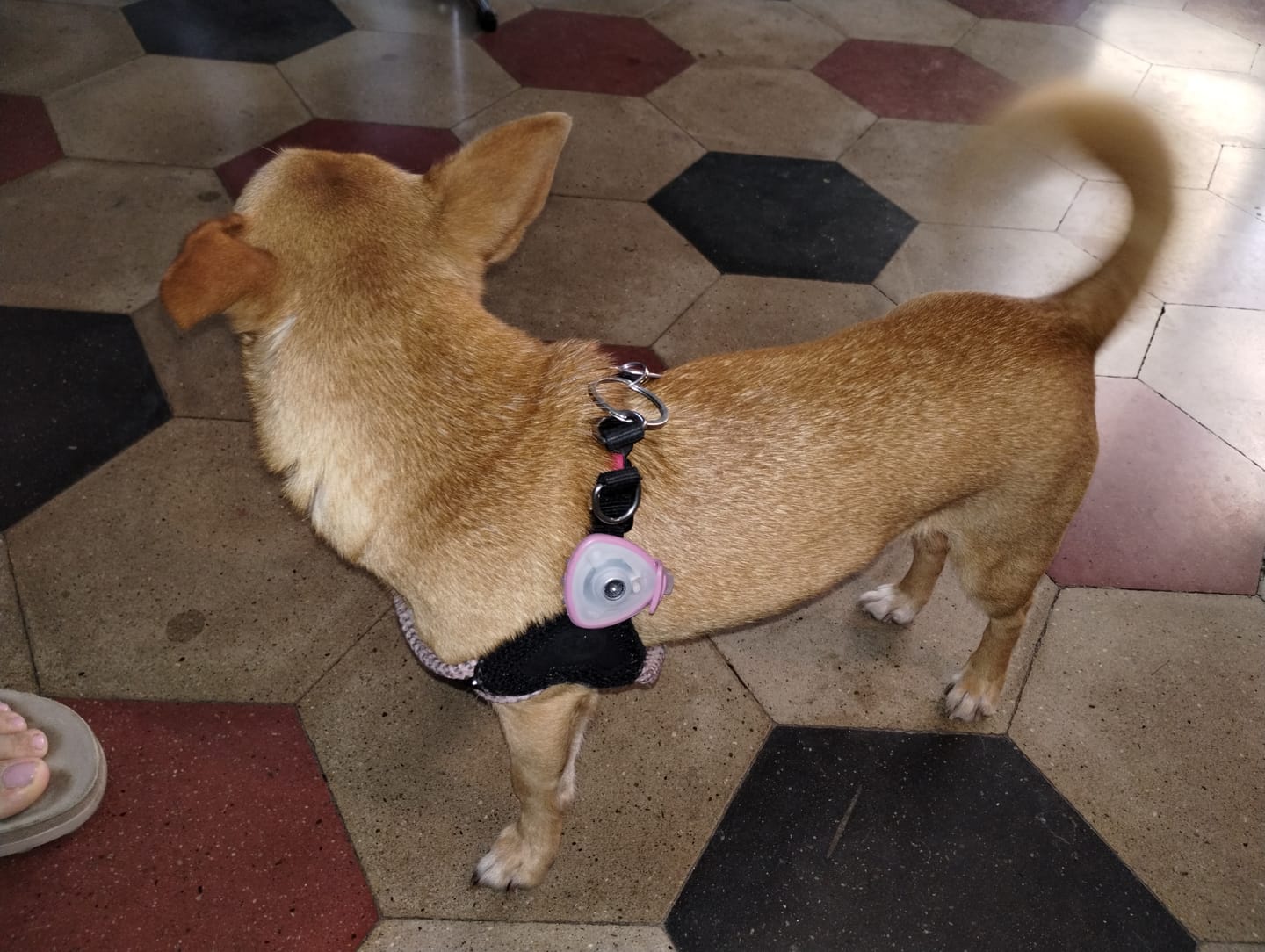 Customer photo review of SOUNDSHIELD BESTBUDDY - Ultrasuoni Contro Zecche e Pulci