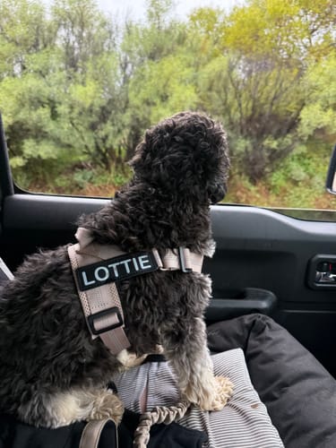 Customer photo review of The Good Dog Lead
