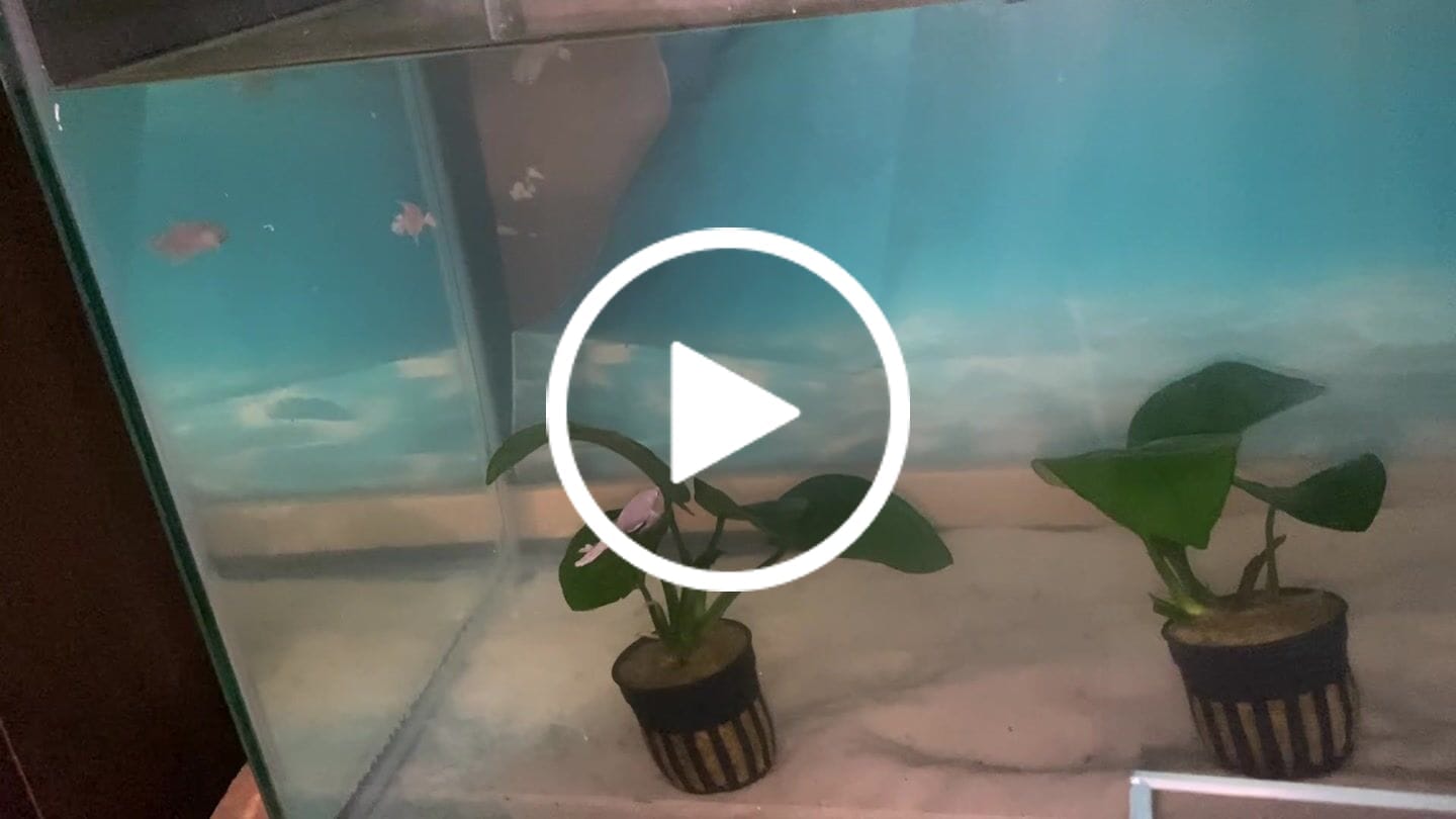 Customer video review of Super White Dumbo Ear Halfmoon Male Betta Fish