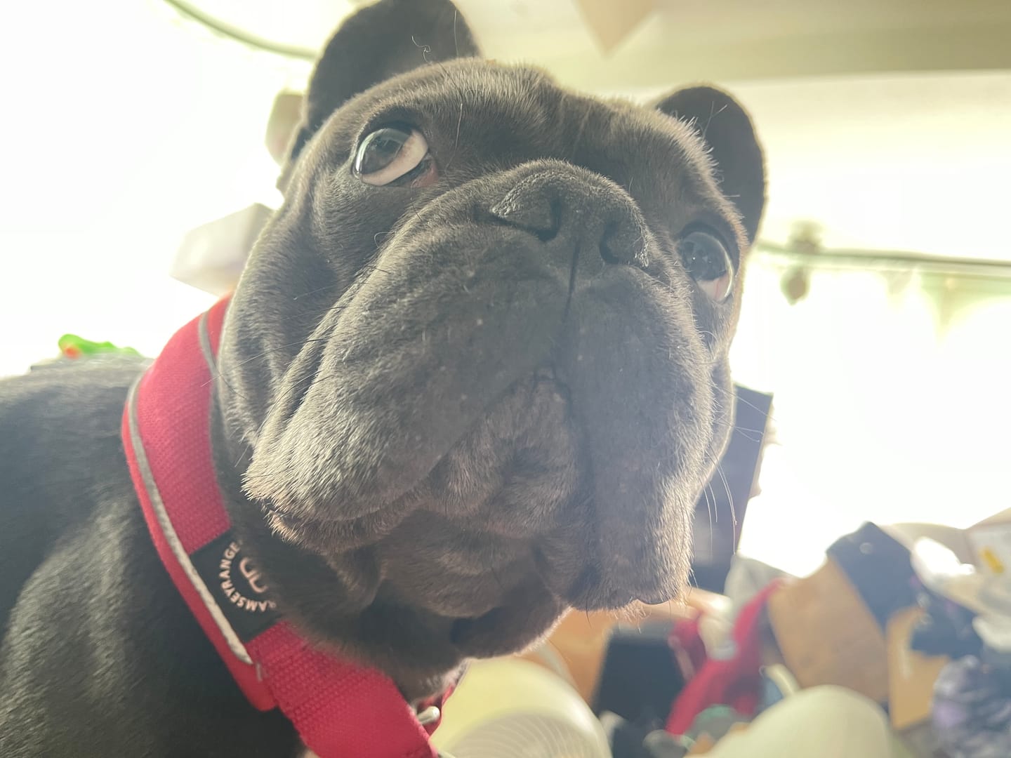 Customer photo review of Training Double Ended Dog Lead | 2m Length -  Tan