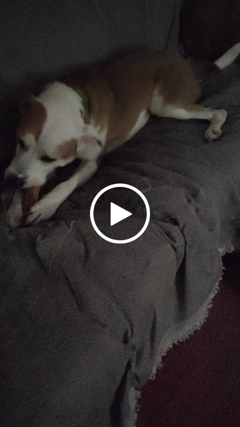 Customer video review of Ostrich Hip Bone (12" x 5"x 3”): The Durable, Flavor-Packed Chew for Medium & Large Dogs
