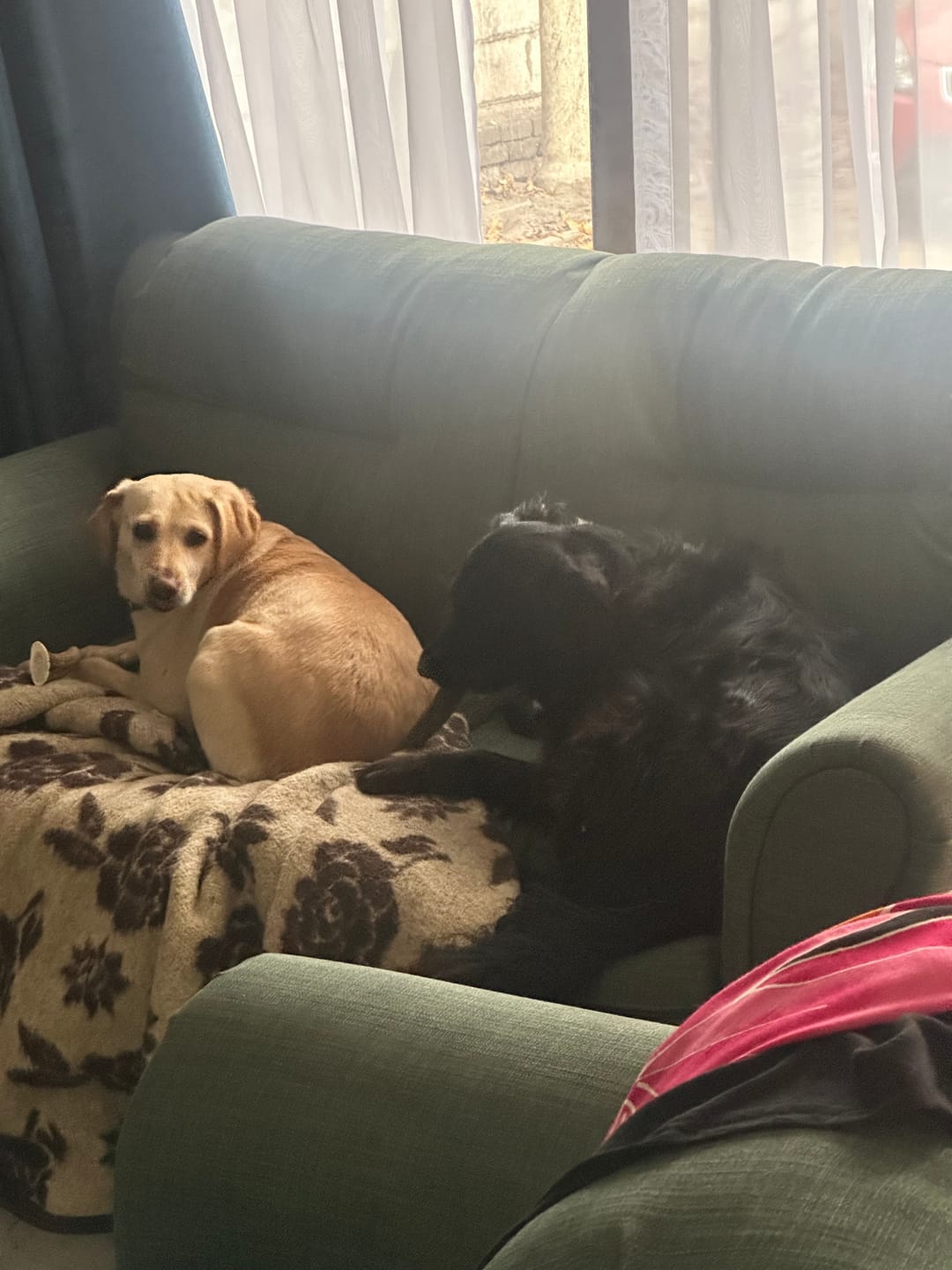 Customer photo review of Asta de ciervo para perros - Regular