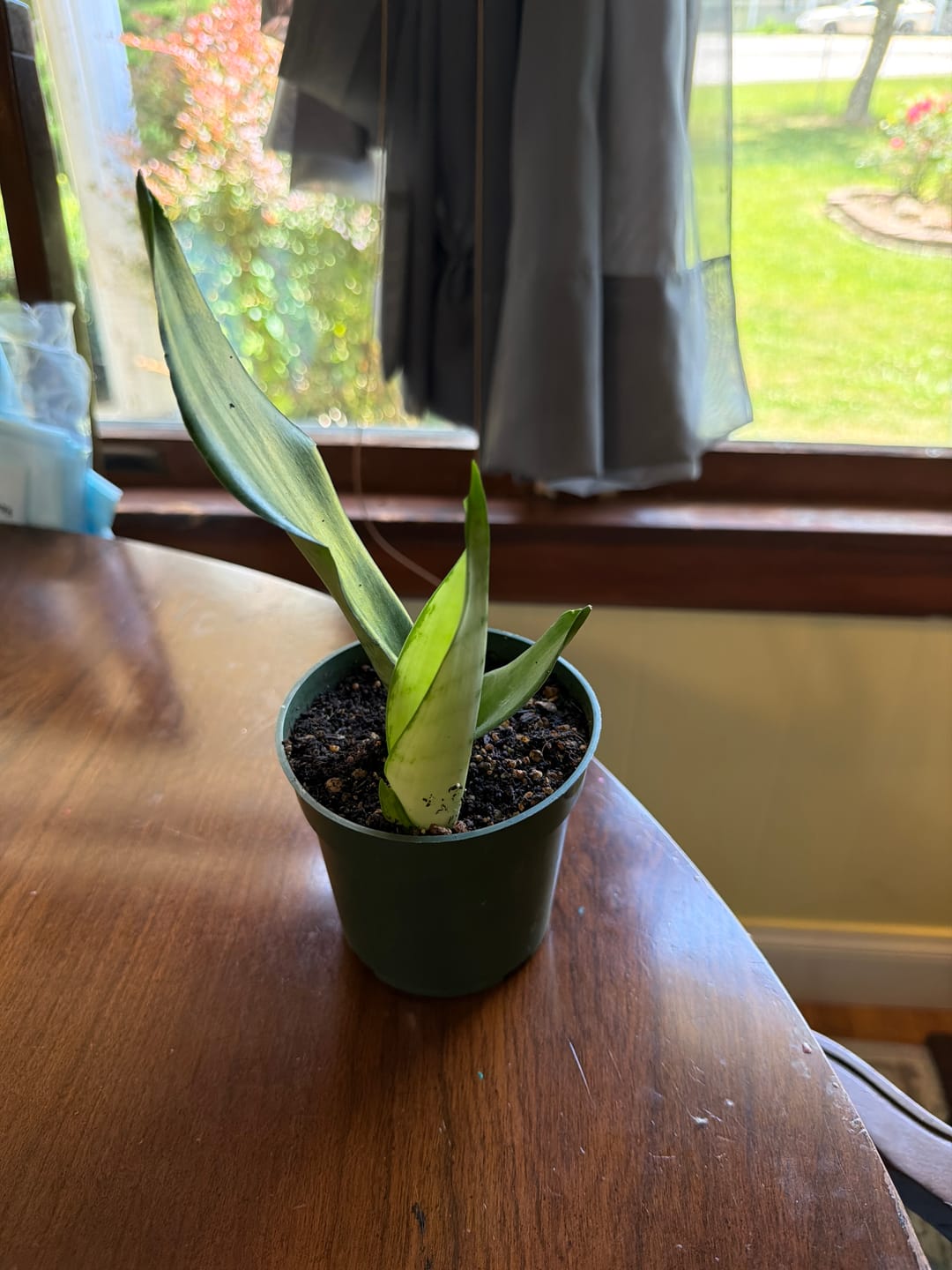 Customer photo review of Sansevieria Masoniana in 4” Nursery Pot - Moonshine Snake Plant - Air Purifying Indoor Plant - Low Light Houseplants - Pet Friendly Plant