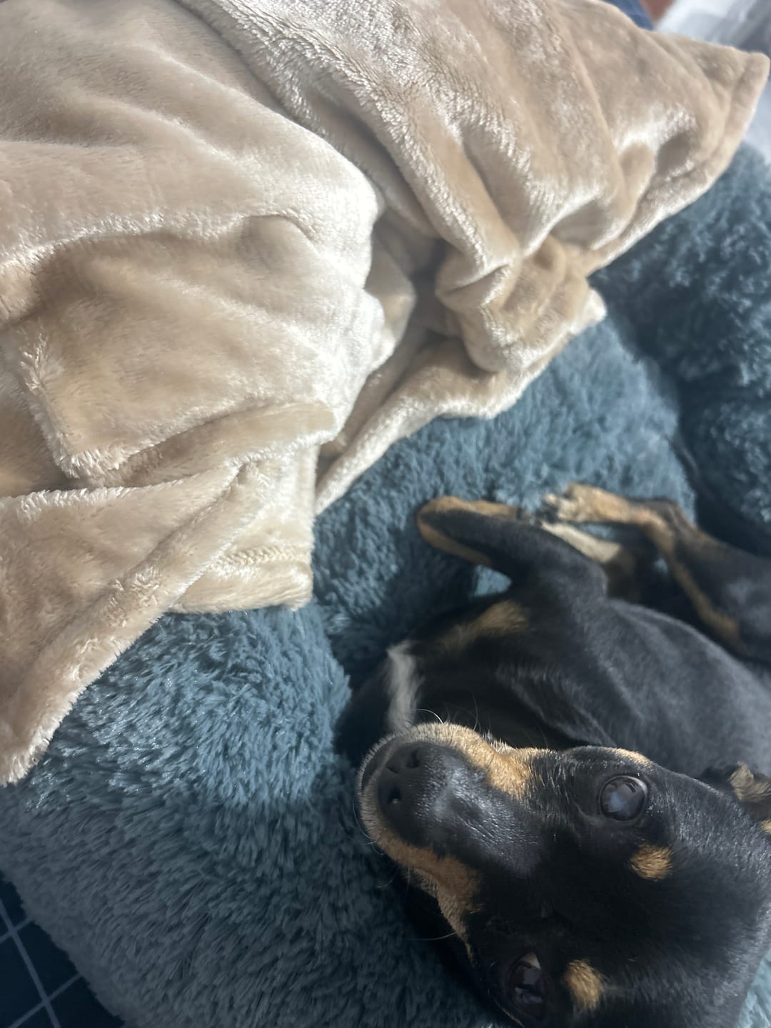 Customer photo review of Manta Relajante para Mascotas