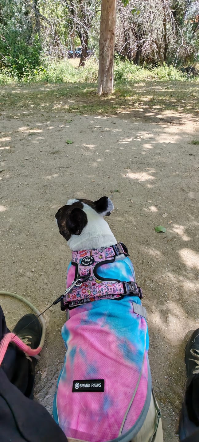 Customer photo review of Chilltech™ Dog Cooling Vest 2 Pack