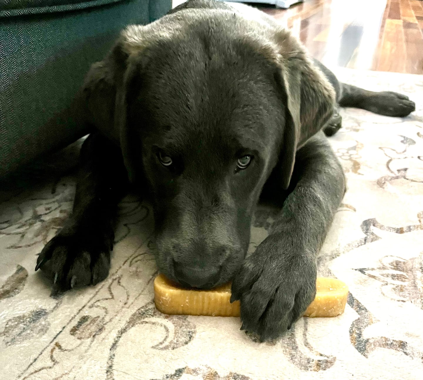 Customer photo review of Himalayan Yak Chew (EXTRA LARGE)