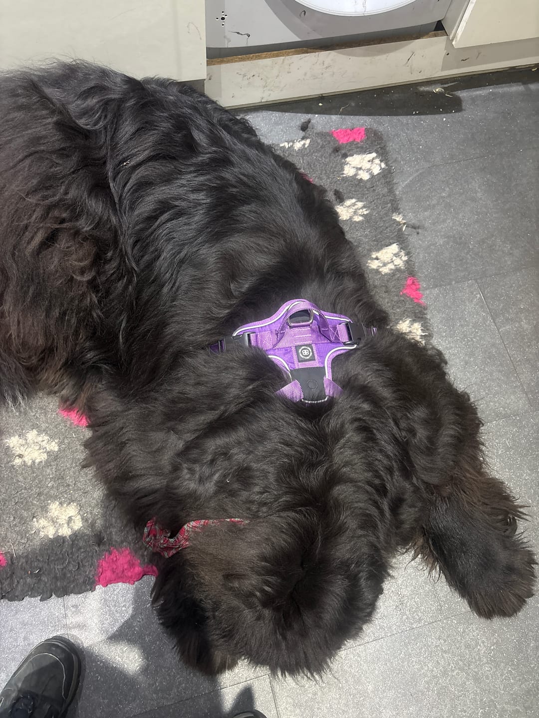 Customer photo review of Anti Pull Hurricane Harness Lighter | With Handle - Purple