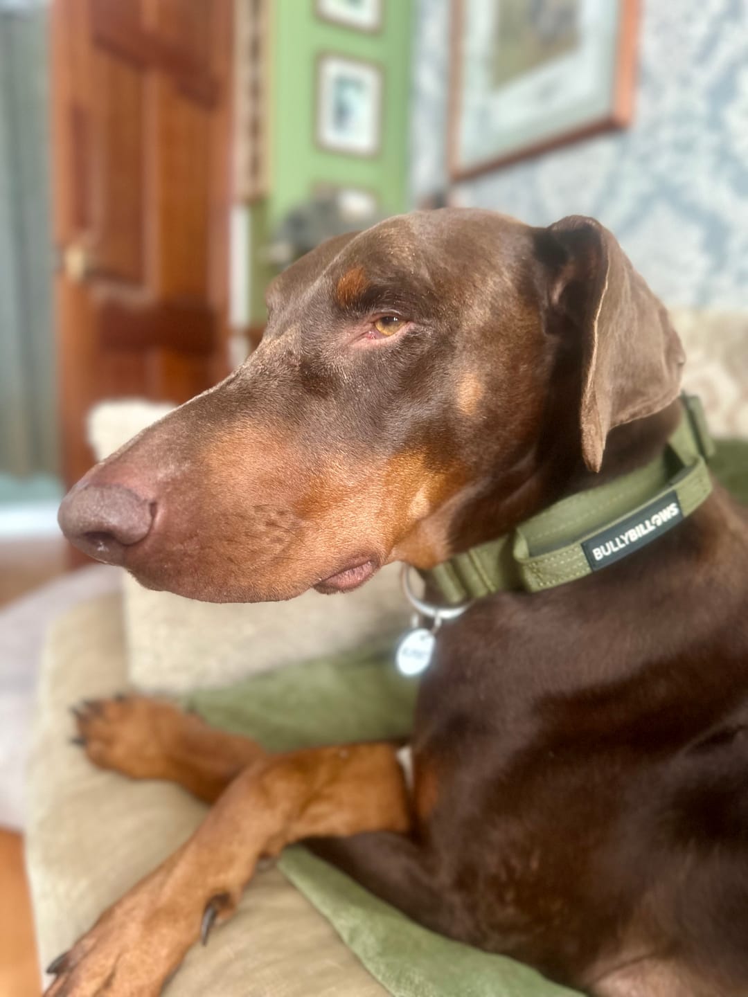 Customer photo review of 4cm Combat® Collar | With Handle & Secured Clip -  Khaki