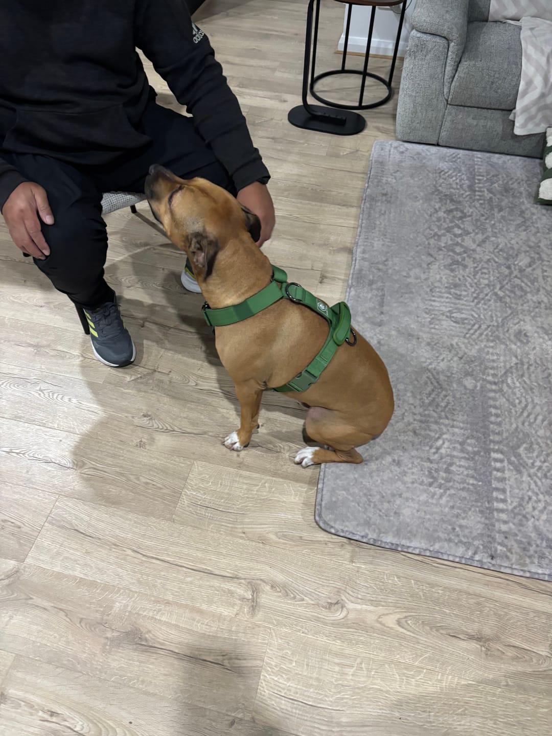 Customer photo review of Comfort Control No-Pull Dog Harness - Green