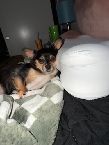 Customer photo review of Cloud Cooling Pillow Case