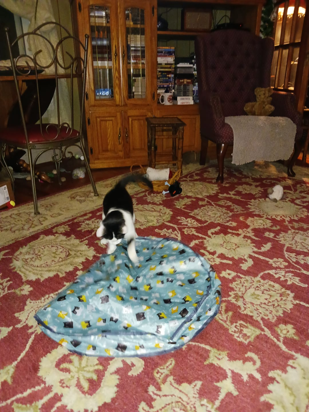 Customer photo review of SPEEDY TAIL 2.0