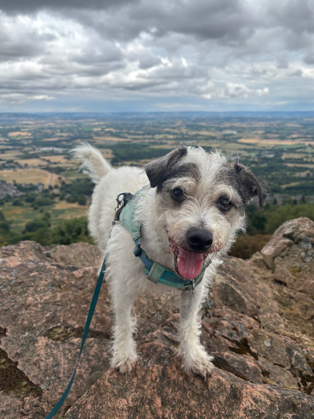 Customer photo review of Pumpkin Powder for Dogs & Cats | 250g