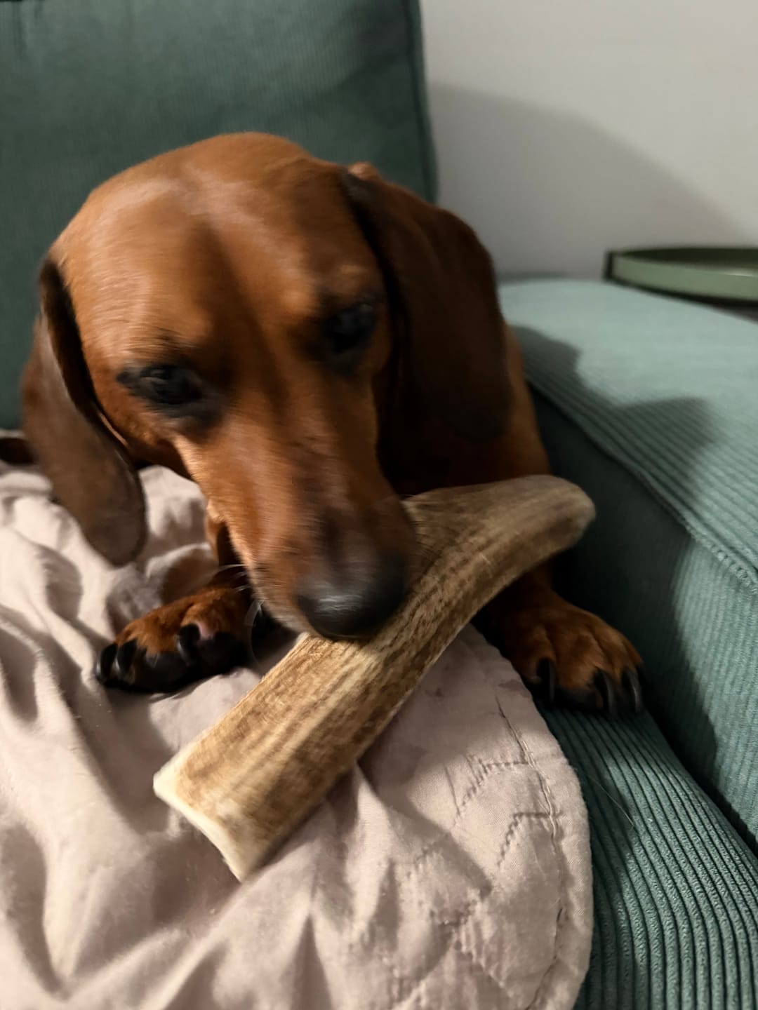 Customer photo review of Medium Elk Chew