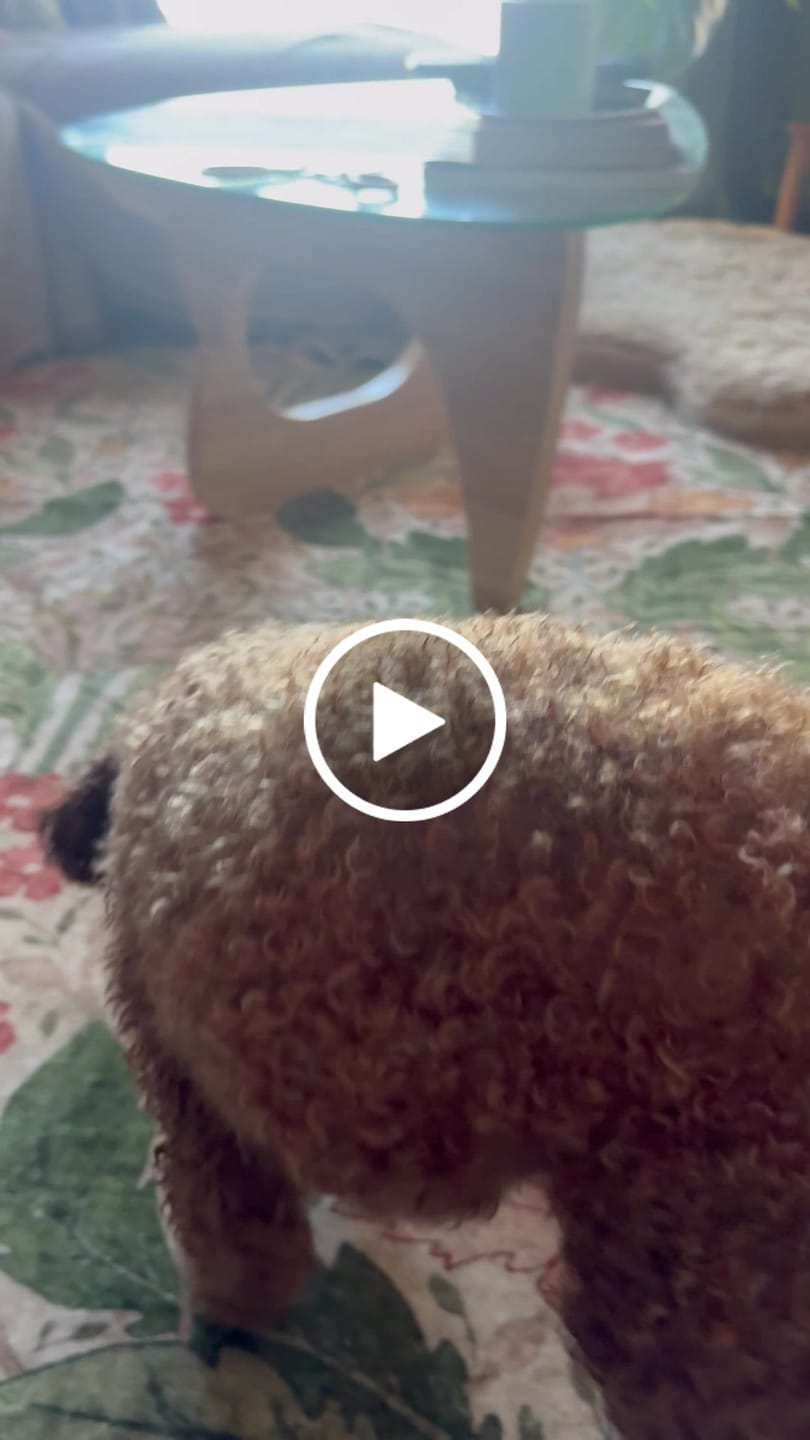 Customer video review of Hickory Smoked Bully Sticks