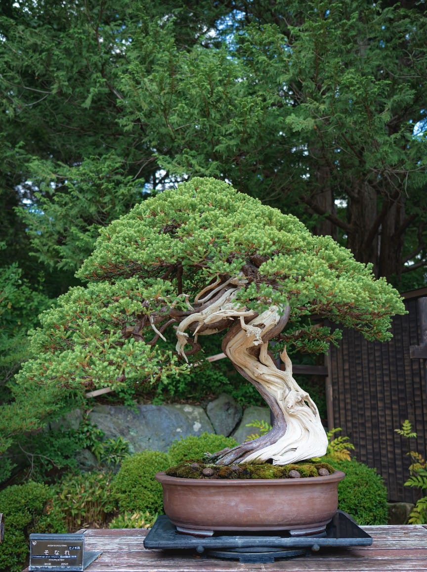 Customer photo review of CHERNOBYL CONCIME AUTUNNALE PREMIUM BONSAI CB®