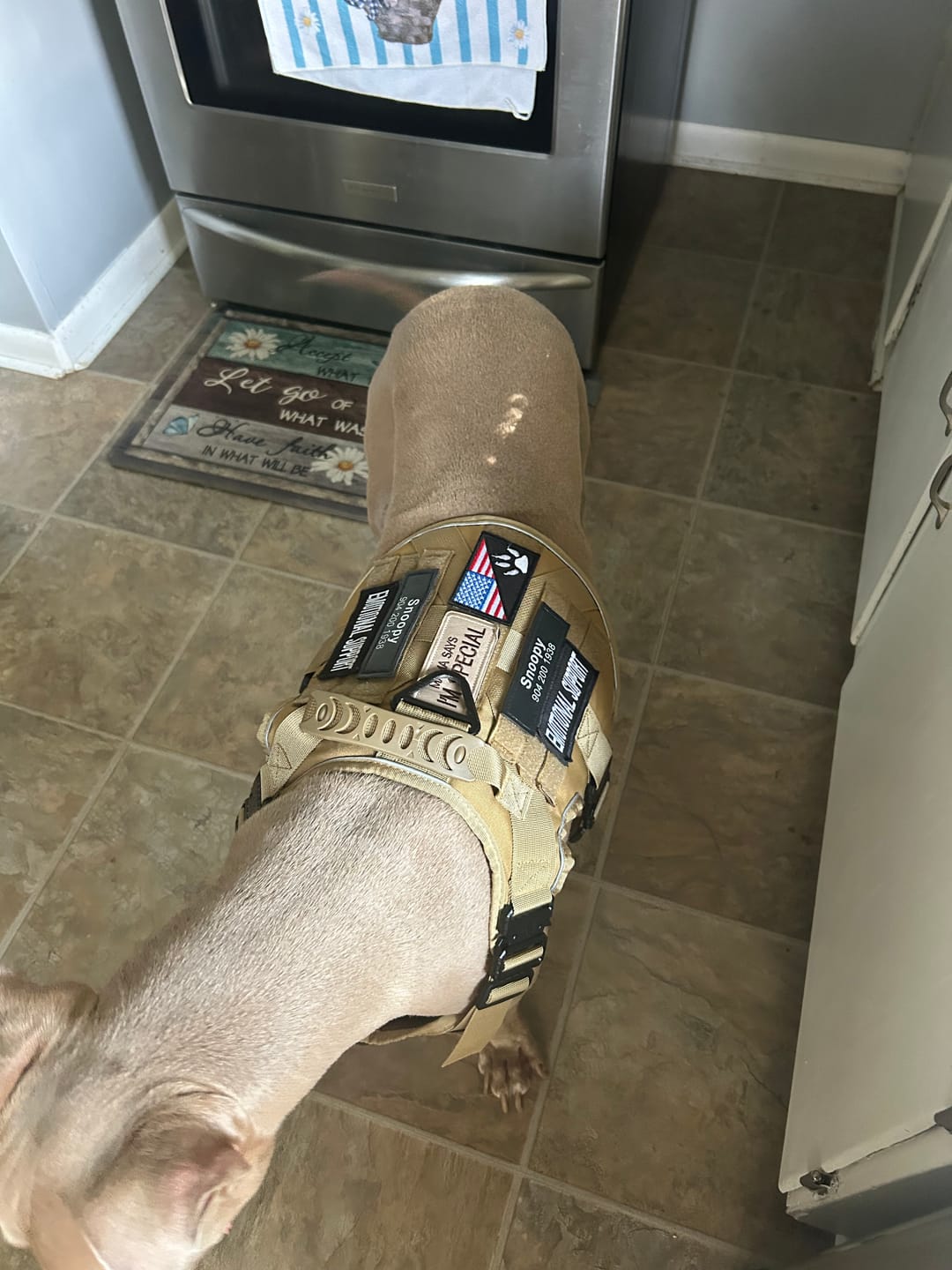 Customer photo review of 4MBH Harness Exchanges
