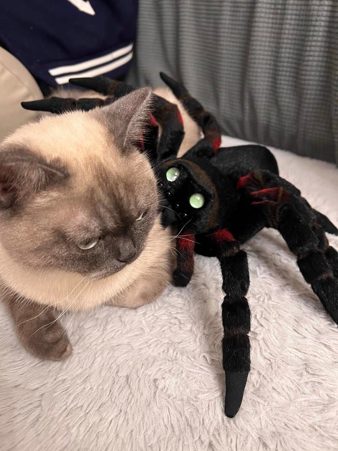 Customer photo review of Mexican Giant Red Knee Tarantula Plush – Lifelike and Soft Stuffed Toy for Spider Lovers
