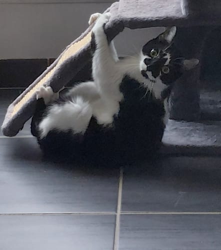 Le chat noir et blanc d'un client jouant avec énergie sur un arbre à chat.