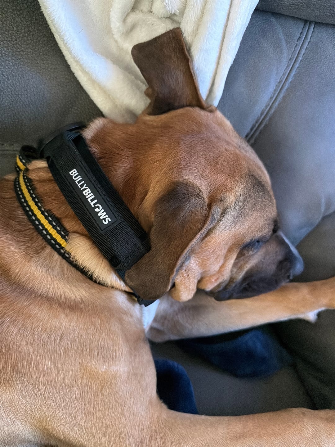 Customer photo review of 4cm LIGHTER Combat® Collar | With Handle & Secure Clip - Black x Black