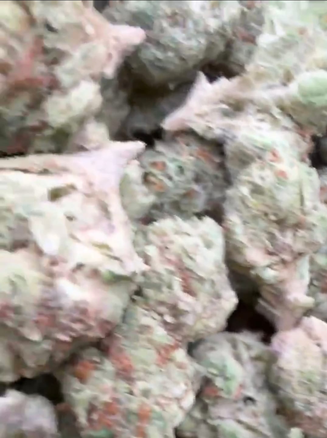 Customer photo review of SFV OG - Bulk - Indica
