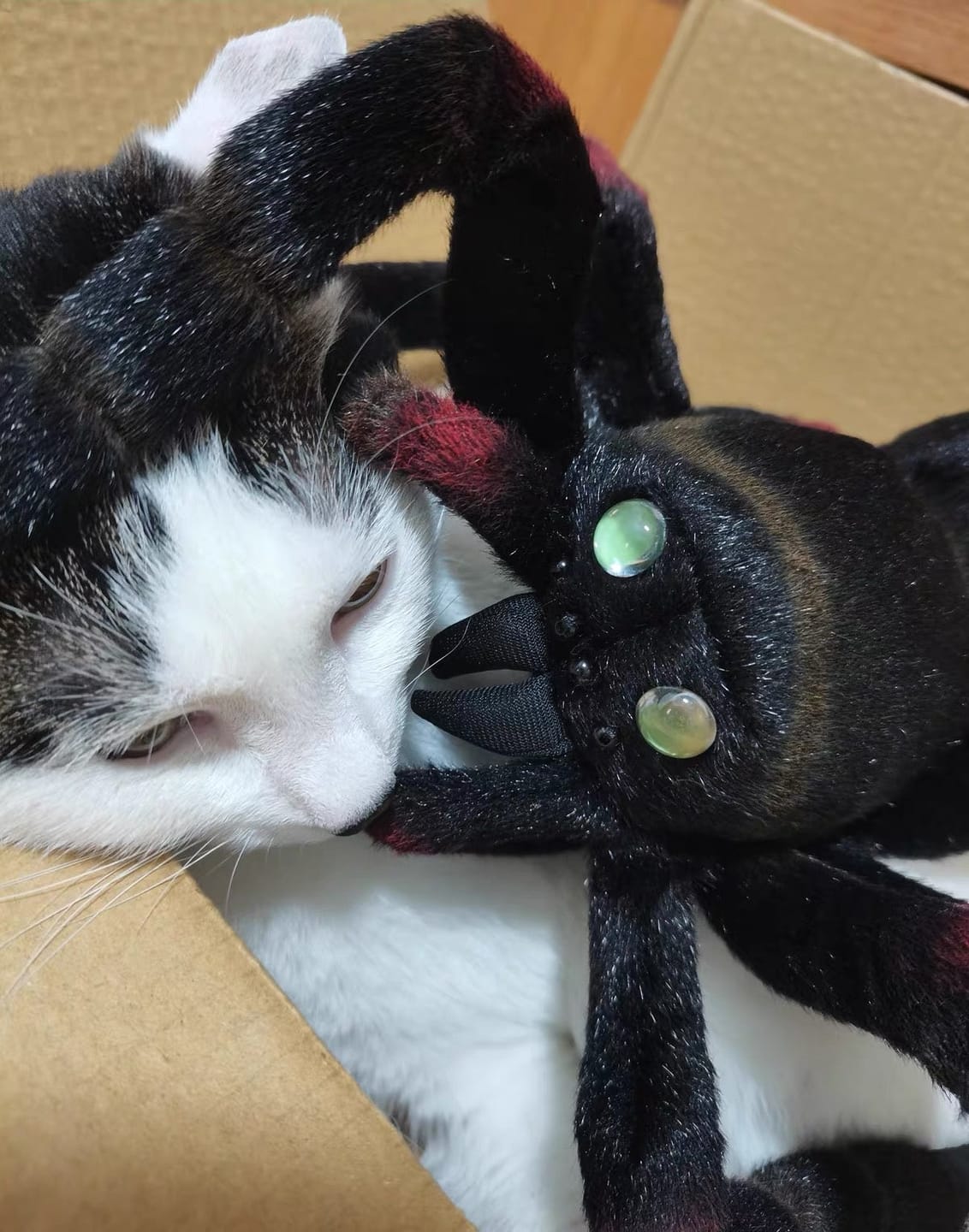 Customer photo review of Mexican Giant Red Knee Tarantula Plush – Lifelike and Soft Stuffed Toy for Spider Lovers