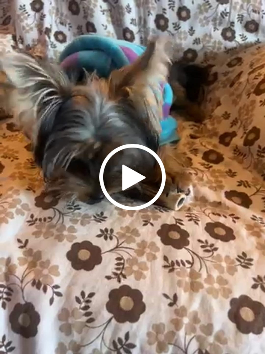 Customer video review of Asta de ciervo para perros - Regular