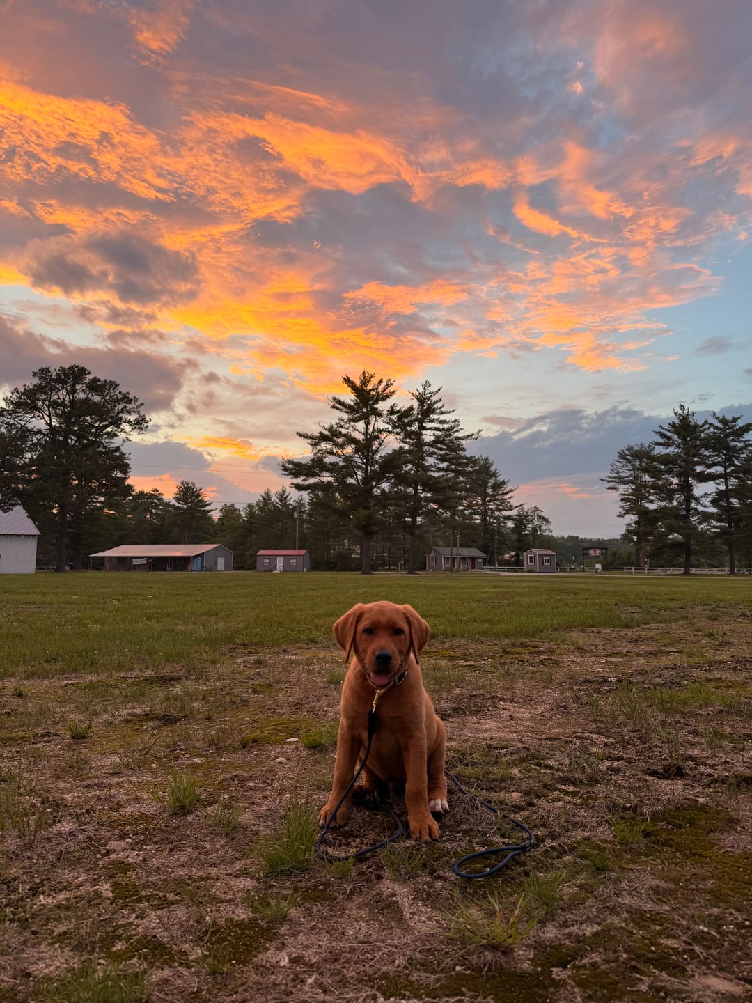Customer photo review of Waterproof Classic Dog Collar | Built with BioThane®