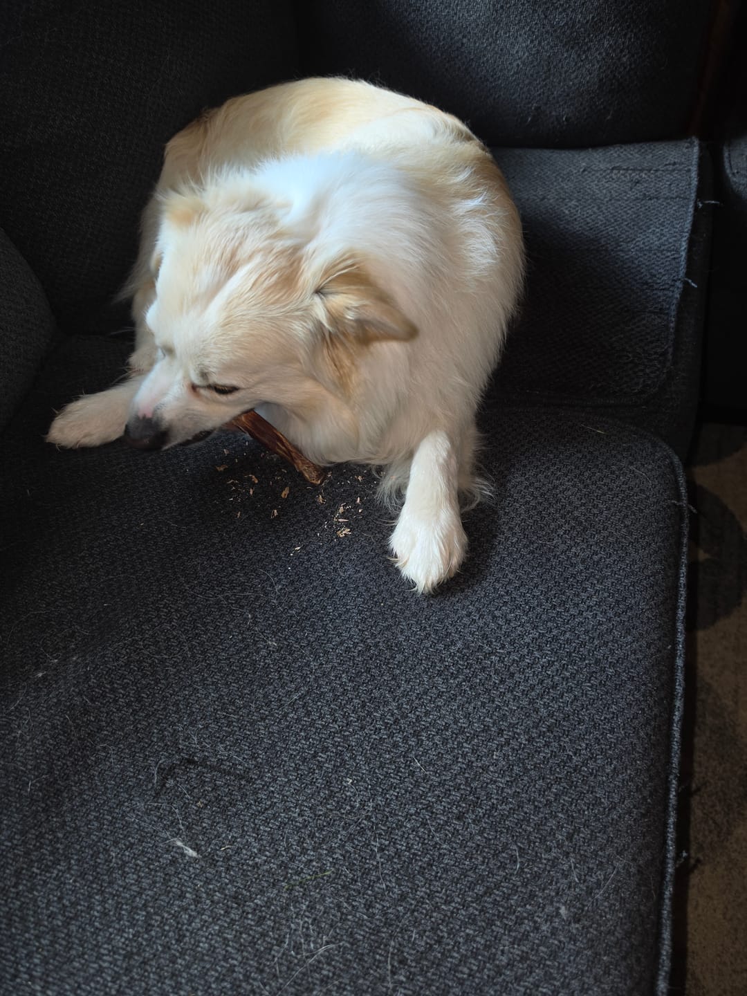 Customer photo review of Beef Gullet Jerky Sticks 6"