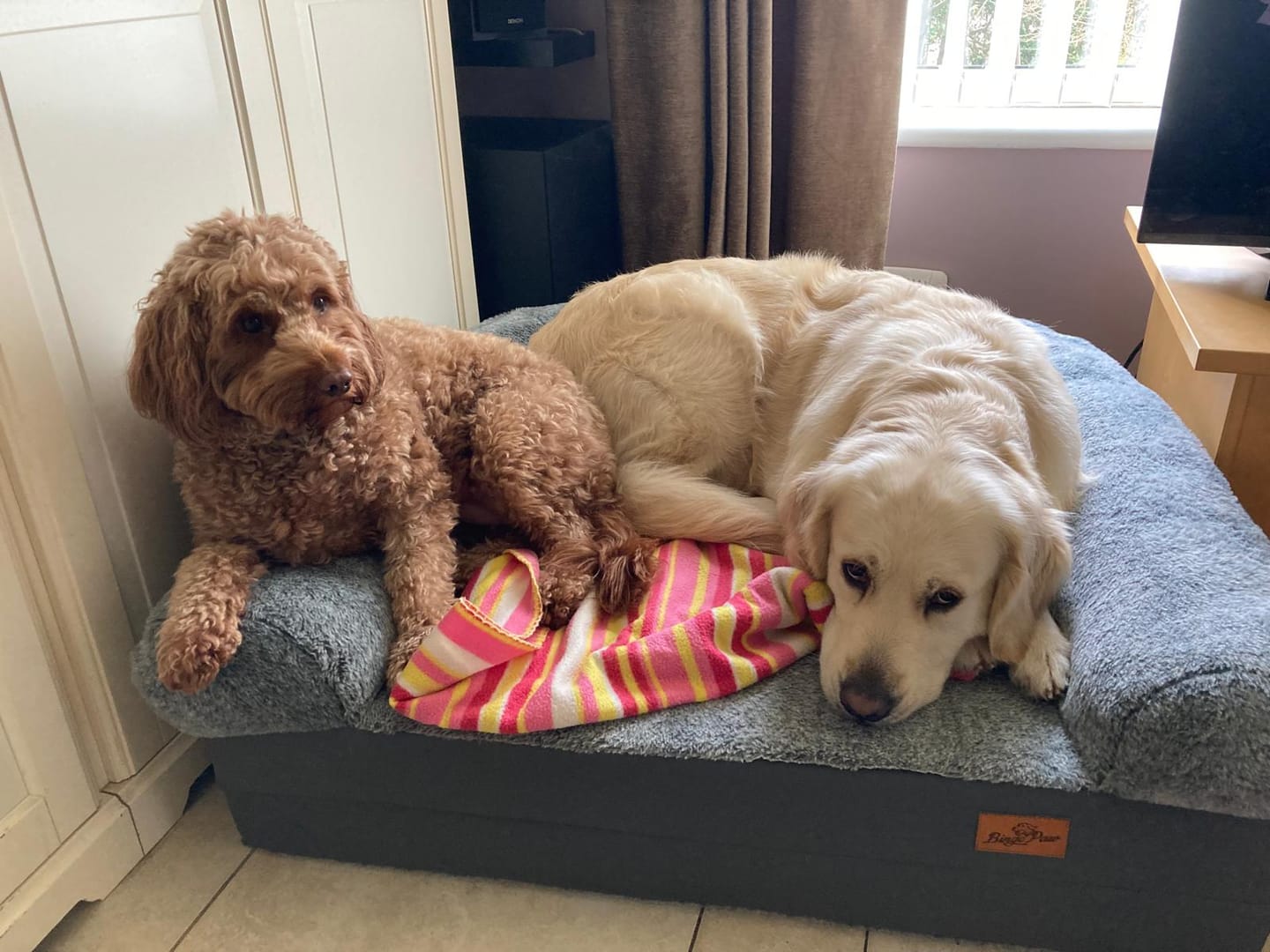 Customer photo review of Skin & Coat Dog Treats